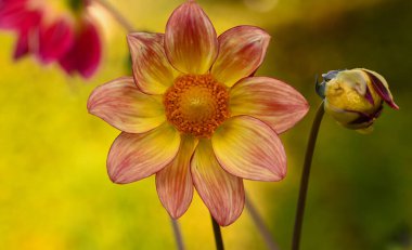 Sarı-turuncu yıldız çiçeğinin güzel yakın çekimi