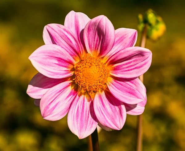 Beautiful Close Pink Dahlia — Foto Stock