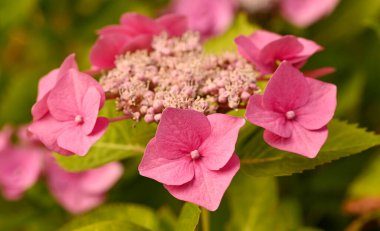 Ortanca makrofilla çiçeklerinin güzel yakın çekimi