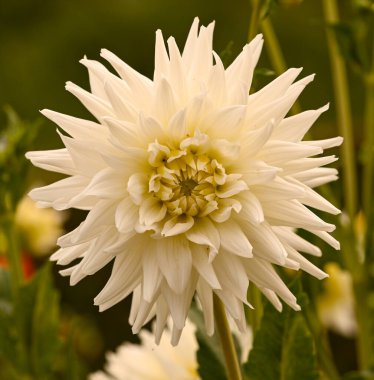 Beautiful close-up of a white dahlia