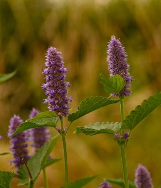 Belçika 'daki agastache foeniculum' a yakın çekim