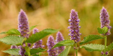 Belçika 'daki agastache foeniculum' a yakın çekim