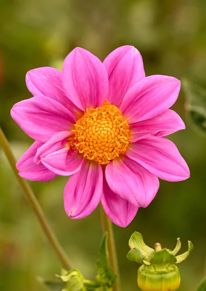 Beautiful Close Pink Dahlia — Foto Stock