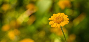 Cota tinctoria çiçeğinin güzel yakın çekimi