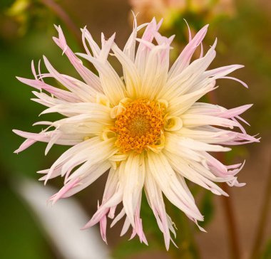 Beautiful close-up of a fimbriated dahlia