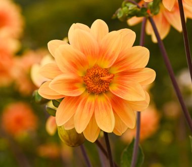 Portakallı bir yıldız çiçeğinin güzel yakın çekimi