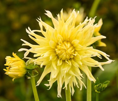 Sarı bir yıldız çiçeğinin güzel yakın çekimi