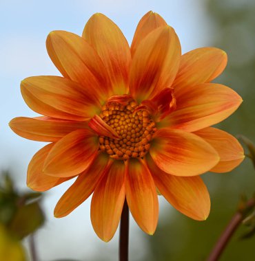 Portakallı bir yıldız çiçeğinin güzel yakın çekimi