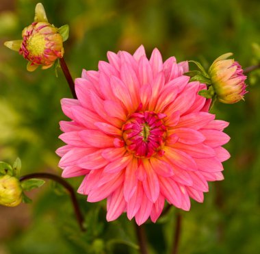 Pembe bir yıldız çiçeğinin güzel yakın çekimi