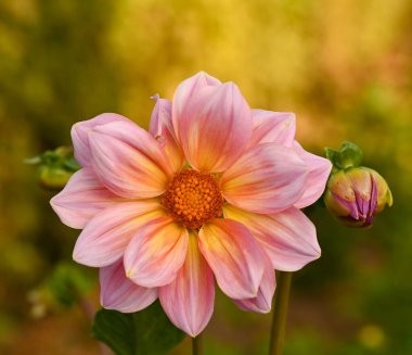 İki renkli yıldız çiçeğinin güzel yakın çekimi