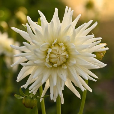 Beautiful close-up of a cactus dahlia flower
