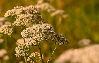 Valeriana officinalis 'in güzel yakın çekimi