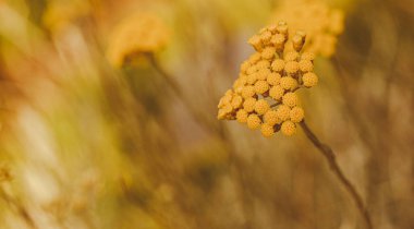 Belçika 'da helchrysum italicum' a yakın çekim