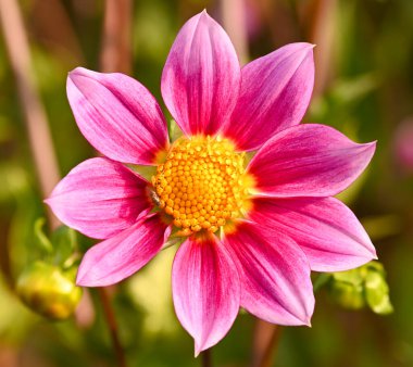 Pembe bir yıldız çiçeğinin güzel yakın çekimi