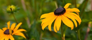 Rudbeckia 'nın güzel yakın çekimi