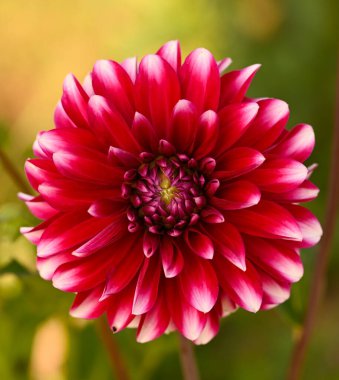 Bir yıldız çiçeğinin güzel yakın çekimi