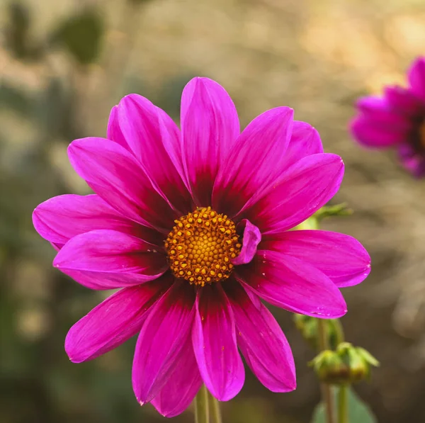 Beautiful Close Purple Dahlia — 图库照片