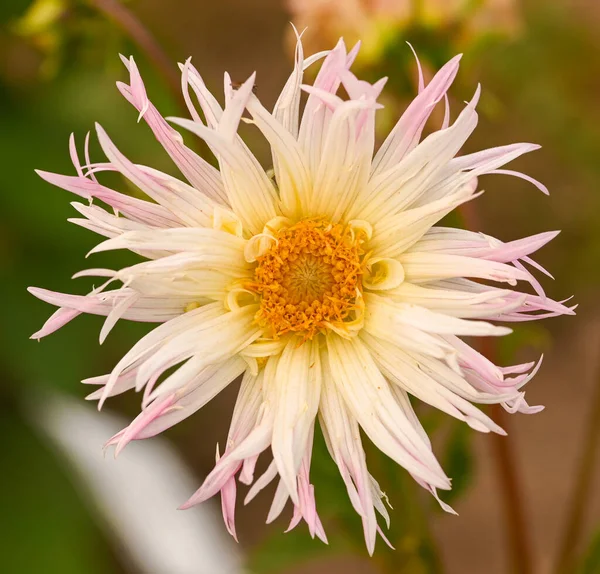 Beautiful close-up of a fimbriated dahlia