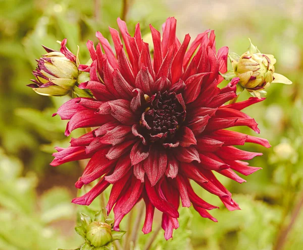 Beautiful Close Decorative Dahlia — Stockfoto