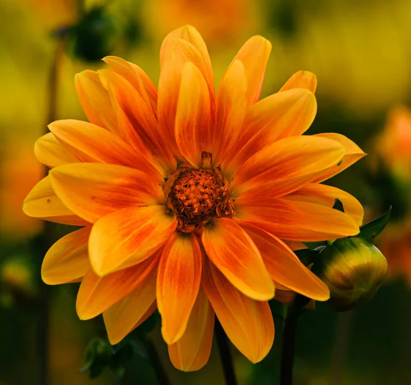 Beautiful Close Orange Dahlia — 스톡 사진