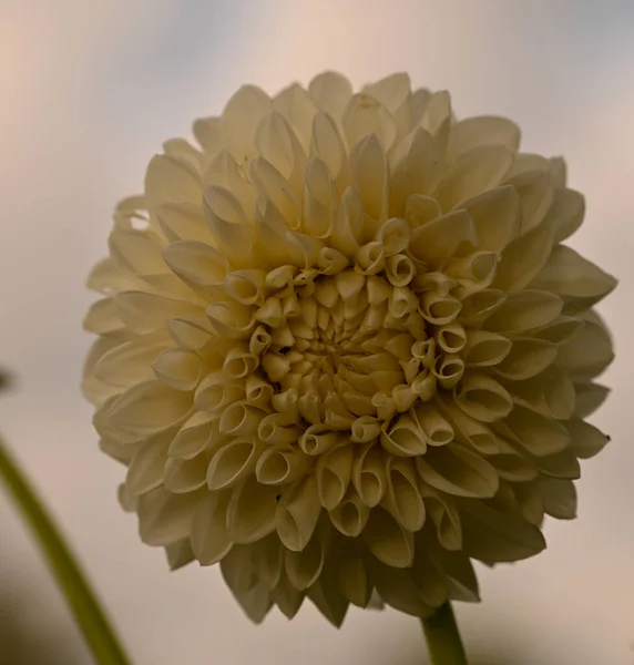 Beautiful Close Cactus Dahlia Flower — Stockfoto