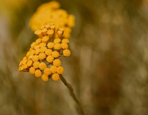 Primer Plano Helichrysum Italicum Bélgica — Foto de Stock