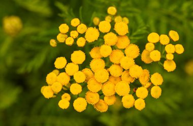 Çok güzel bir tanasetum vulgare.