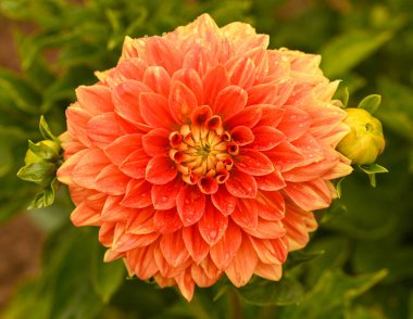 Beautiful close-up of an orange dahlia