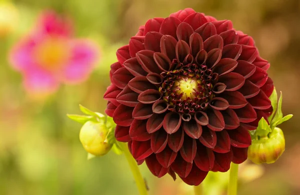 Beautiful Close Purple Ball Dahlia — Fotografia de Stock