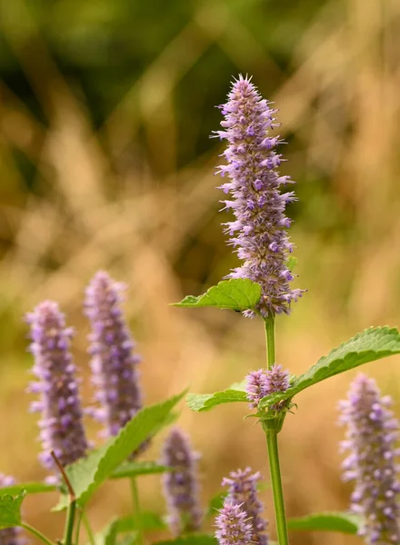 Belçika 'daki agastache foeniculum' a yakın çekim
