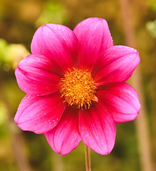 Beautiful Close Single Flowered Dahlia — Fotografia de Stock