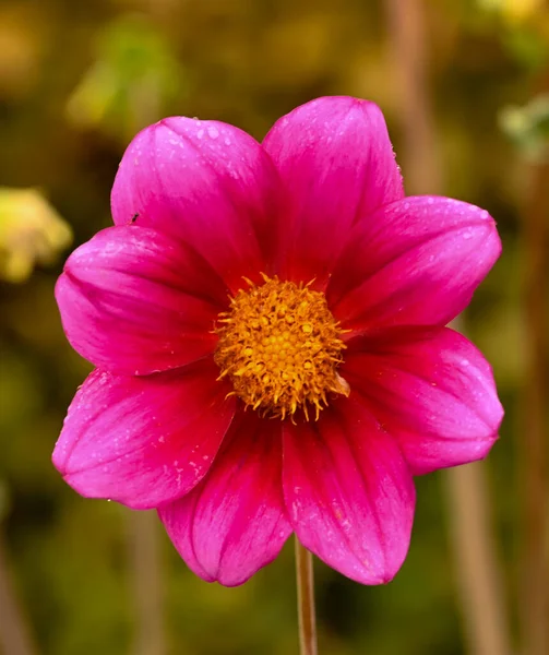 Beautiful Close Single Flowered Dahlia — Foto Stock