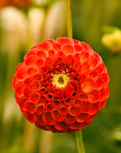 Beautiful Close Red Pompon Dahlia — 图库照片