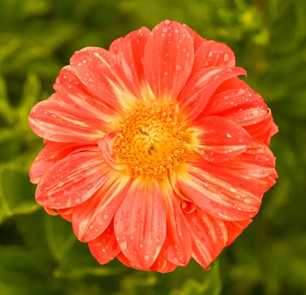 Beautiful Close Orange Dahlia — Stock Photo, Image