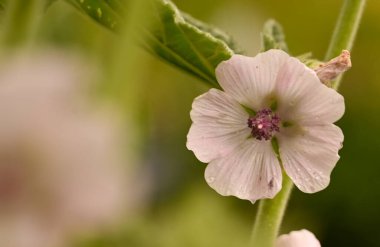 Althaea officinalis 'in güzel yakın çekimi