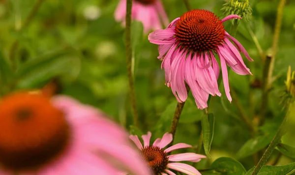 Beautiful Close Echinacea Purpurea Belgium — Foto de Stock