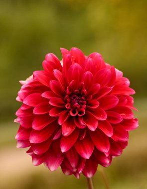 Kırmızı yıldız çiçeğinin güzel yakın çekimi