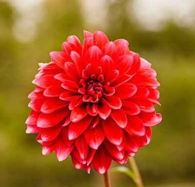 Kırmızı yıldız çiçeğinin güzel yakın çekimi