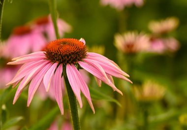 Belçika, Ekinezya Purpurea 'nın güzel yakın çekimi