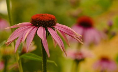 Belçika, Ekinezya Purpurea 'nın güzel yakın çekimi