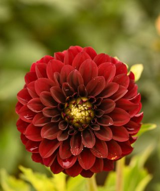 Beautiful close-up of a purple ball dahlia