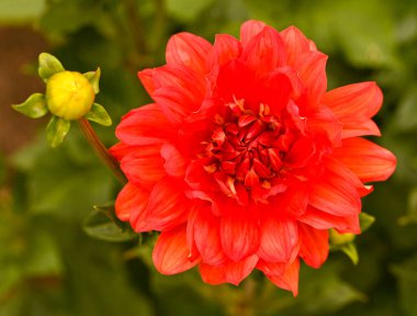 Kırmızı yıldız çiçeğinin güzel yakın çekimi