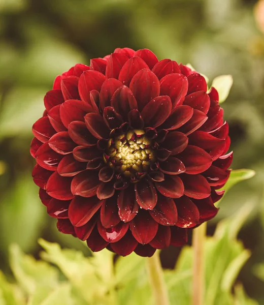 Beautiful Close Purple Ball Dahlia — Stockfoto