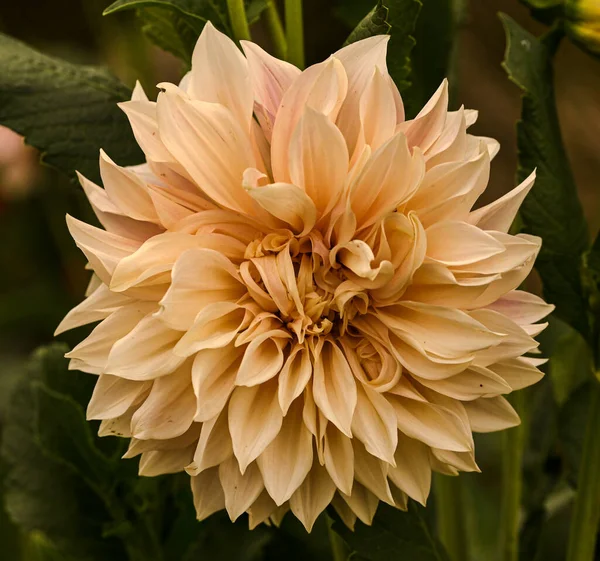 Beautiful Close Giant Dahlia — 스톡 사진