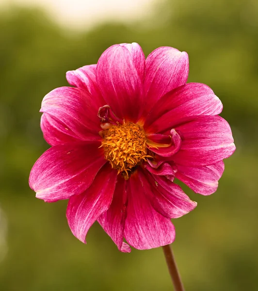 Beautiful Close Single Flowered Dahlia — Fotografia de Stock