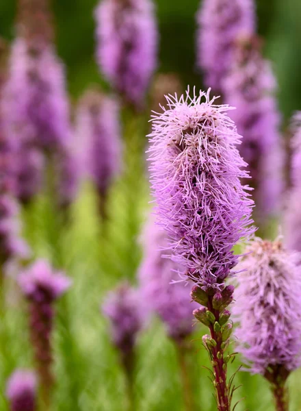 Beautiful Close Liatris Spicata — Fotografia de Stock