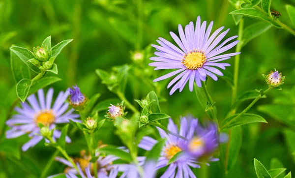 Beautiful Close Aster Amellus Flower — Stockfoto