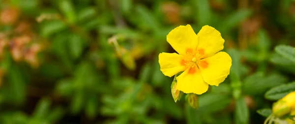 Beautiful Close Yellow Helianthemum Flower — Stockfoto