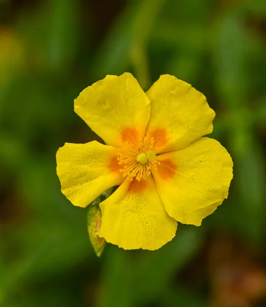 Indah Close Dari Bunga Helianthemum Kuning — Stok Foto