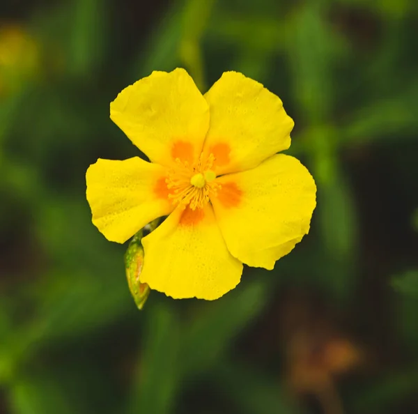 Beautiful Close Yellow Helianthemum Flower — Stockfoto